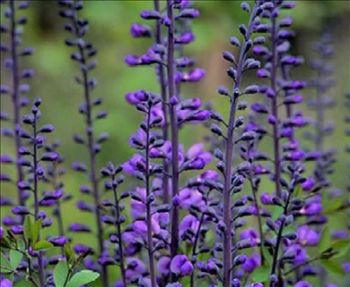 Baptisa 'Purple Smoke'