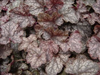 Heuchera Amethyst Mist