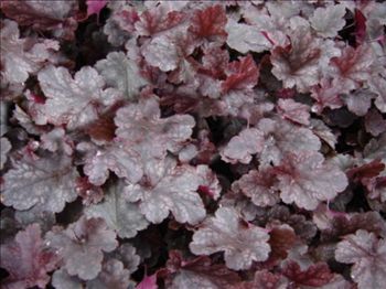 Heuchera Plum Pudding