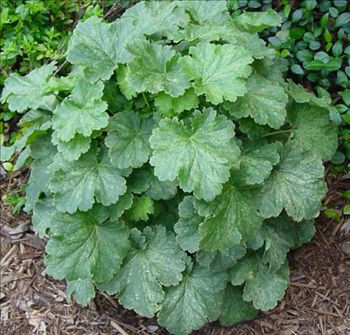 Heuchera 'Snow Angel'