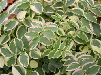 Polenomium reptans 'Stairway to Heaven'