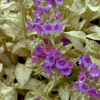 Pulmonaria Diane Clare