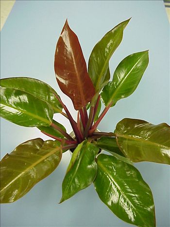 Philodendron 'Autumn'