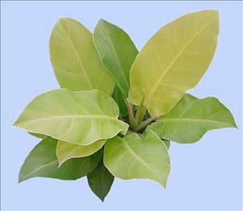 Philodendron 'Moonlight'