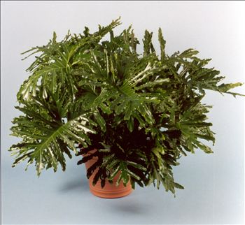 Philodendron 'Hope'
