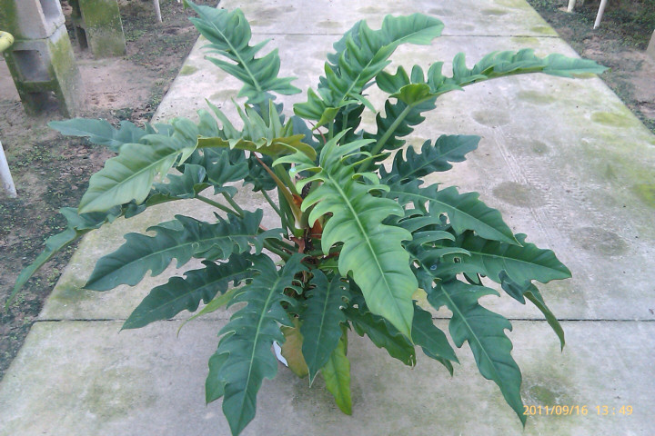 Philodendron 'Narrow'