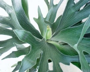 Platycerum 'Netherlands'