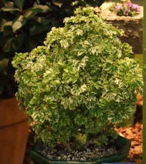 Polyscia fruitcosa dwarf variegata