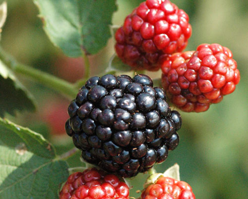 Rubus 'Osage'