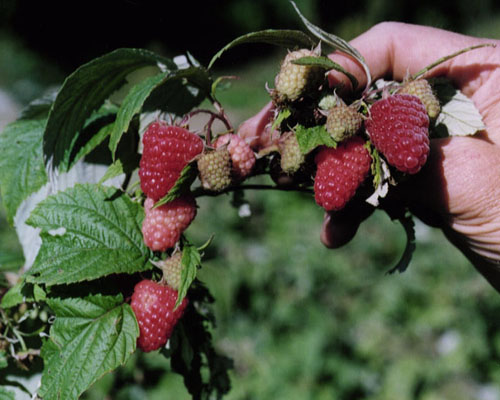 Raspberry - Rubus 'Caroline'