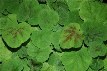 Tiarella cordifolia