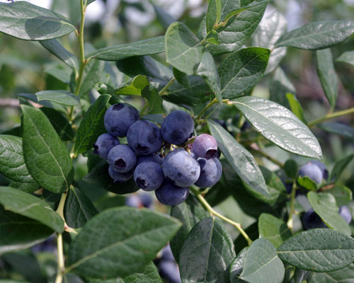 Vaccinium 'Snow Chaser'