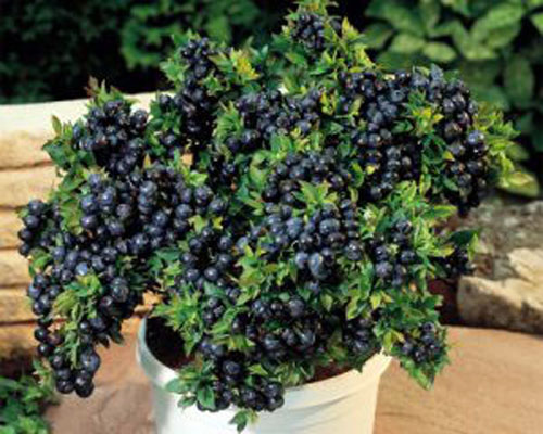Vaccinium 'Top Hat'