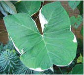 Xanthosoma Albo-Marginata