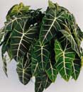 Alocasia 'Frydek'