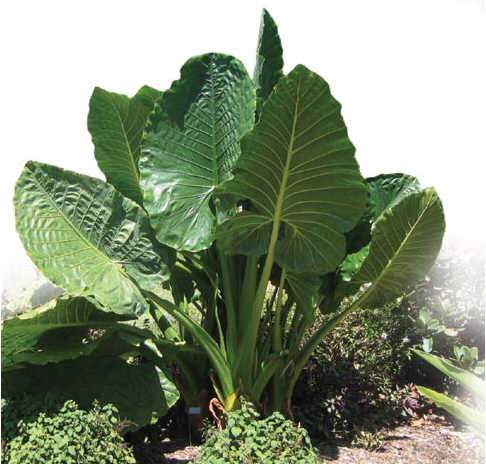 Alocasia macrorhiza 'Borneo Giant'