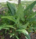 Alocasia reticulata