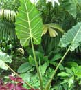 Alocasia Sarian