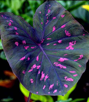 Caladium bicolor