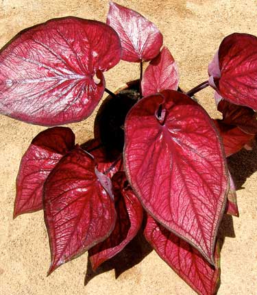 Caladium Burnt Rose