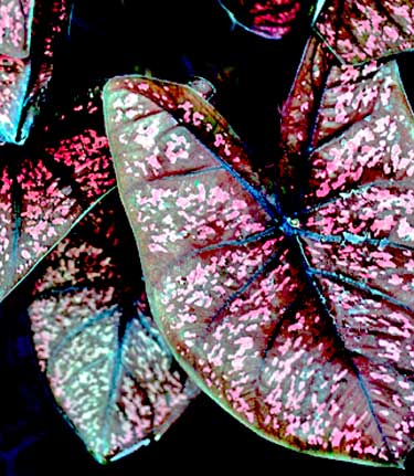 Caladium Cerise