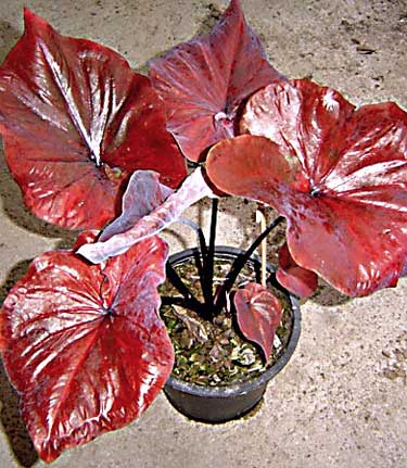 Caladium Cinnabar