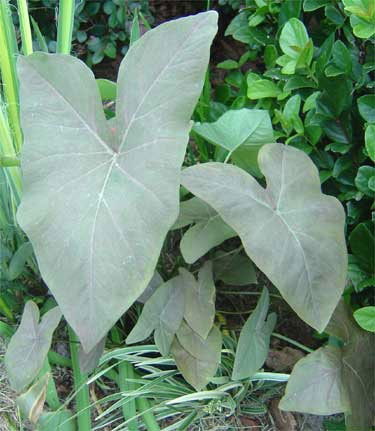 Caladium Excalibur