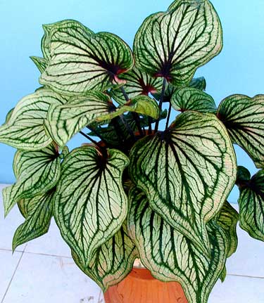 Caladium Green Pearl
