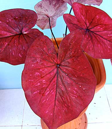 Caladium 'Hot Lips'