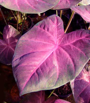 Caladium 'Lucky Purple'