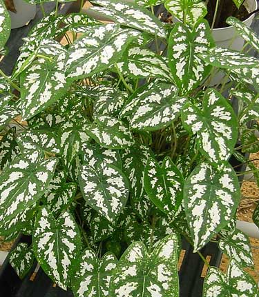 Caladium 'Mini white'