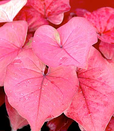 Caldium 'Pink Charm'