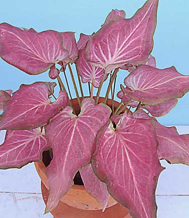 Caladium 'Pink Paiseley