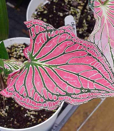 Caladium 'Thai Beauty'