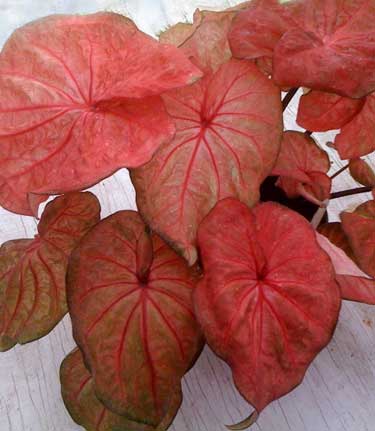 Caladium Thai Red