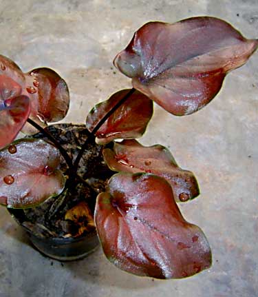 Caladium 'Toasted Bronze