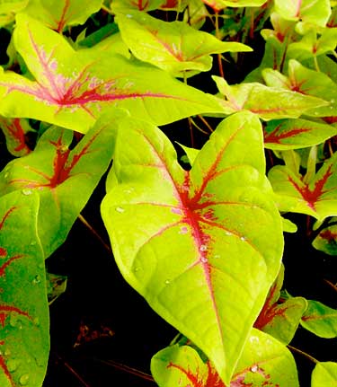 Caladium 'Yellow Blossom'