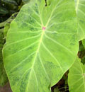 Colocasia 'Midori Sour'
