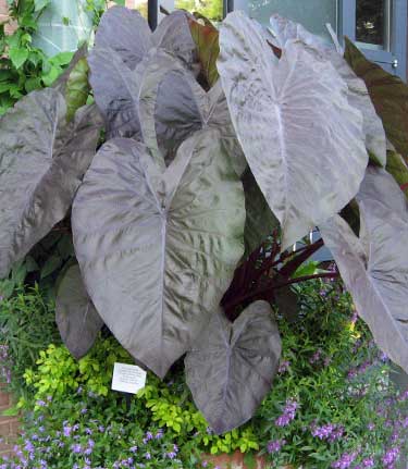 Colocasia 'Diamond Head'
