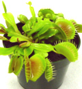 Venus Fly Trap