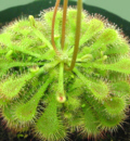 Drosera spathulata