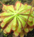 Drosera spathulata Fraser Island