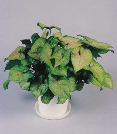 Syngonium Berry Allusion