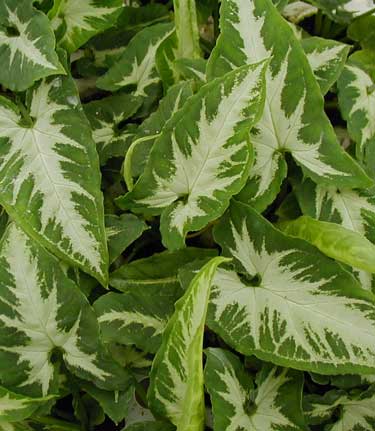 Syngonium Dr. Birdsey