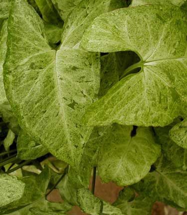 Syngonium Freckles